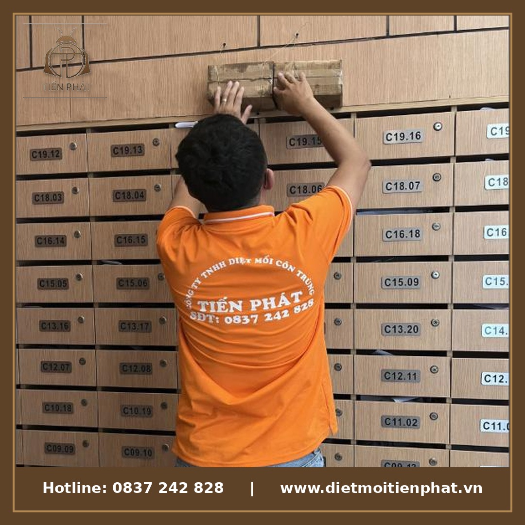 Kỹ thuật viên phòng chống mối chuyên nghiệp
