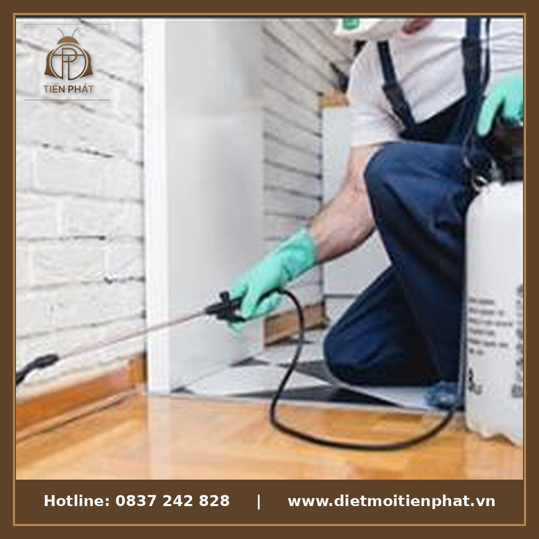 Phòng chống mối bảo vệ tài sản gia đình