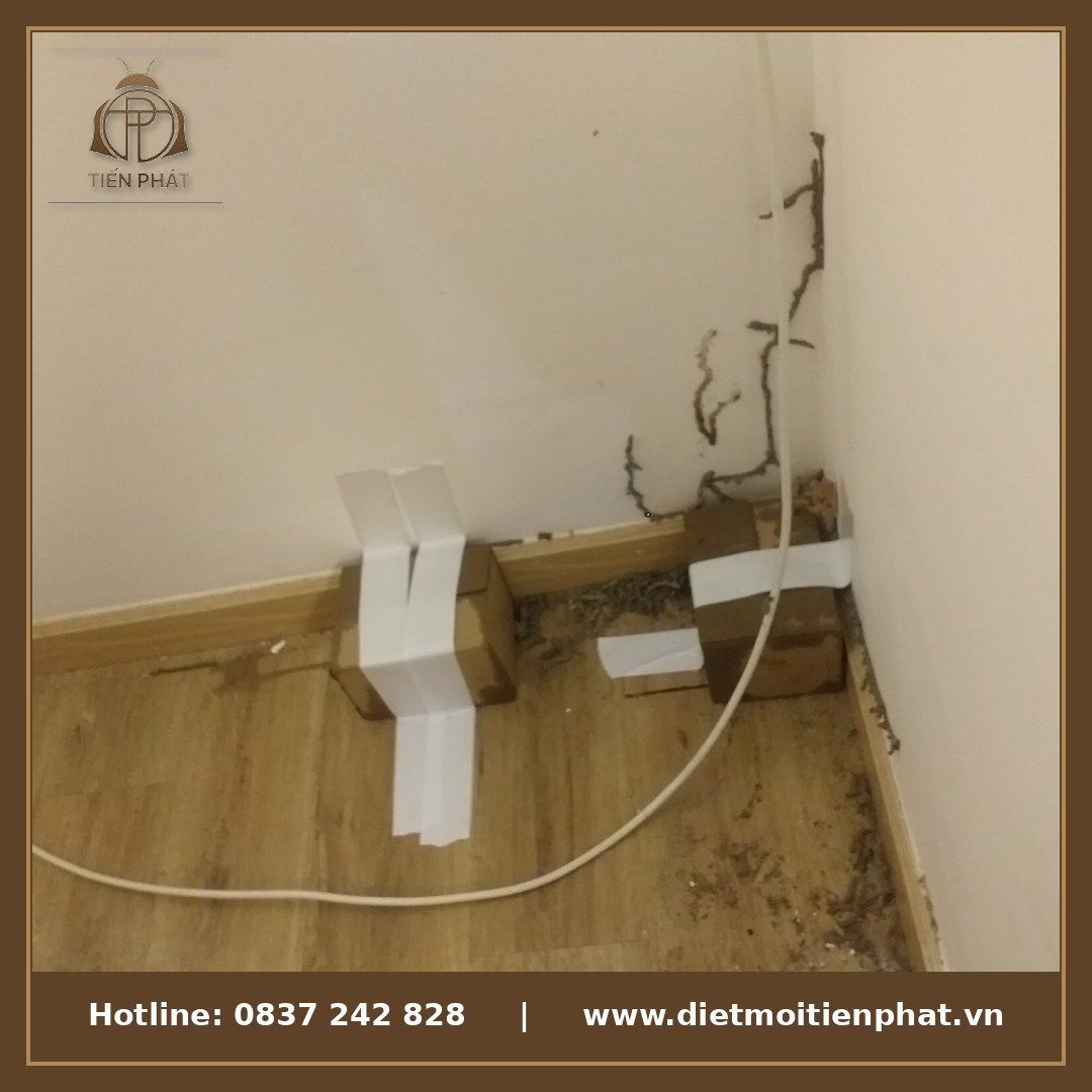 diệt mối tiến phát