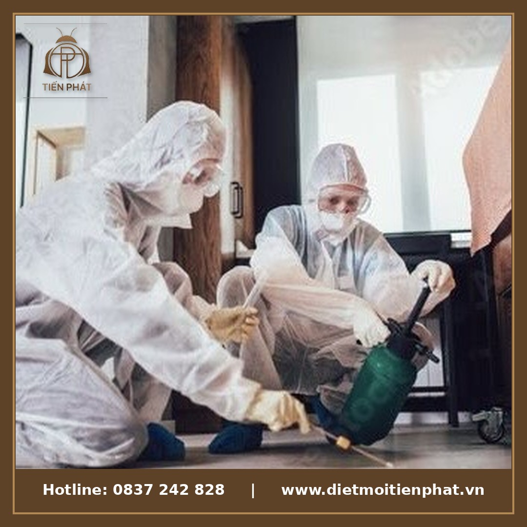 Diệt mối tận gốc Quận 4 - Diệt Mối Tiến Phát