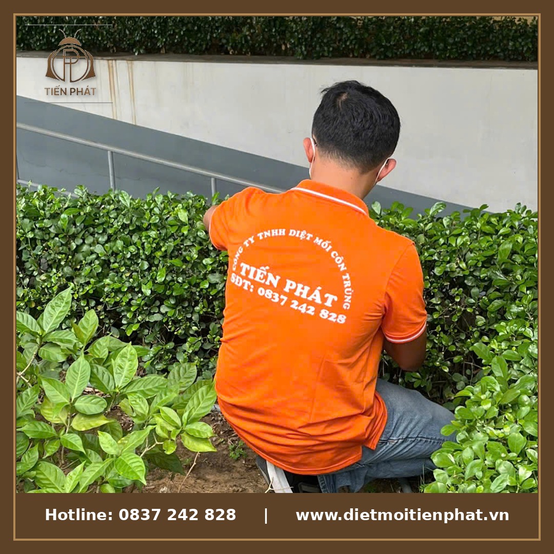 diệt mối côn trùng tiến phát
