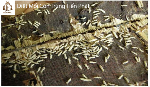 diệt mối côn trùng tiến phát