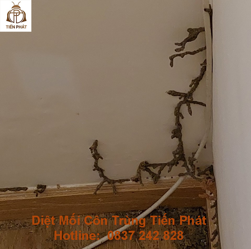 diệt mối côn trùng tiến phát