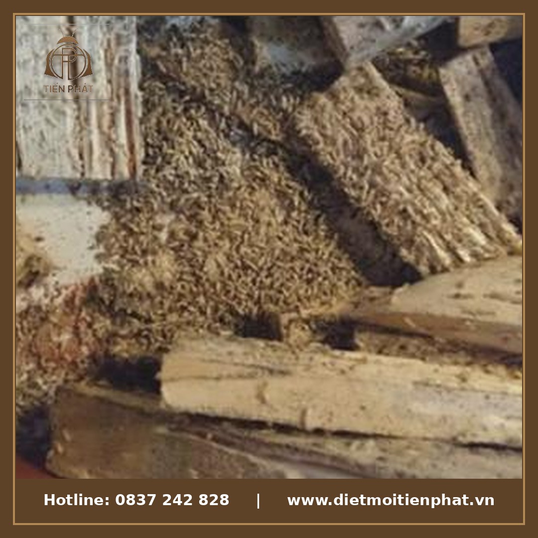 Mối gây hại trên pallet gỗ trong kho bãi